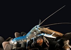 A young lobster sitting on rocks.