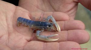 A juvenile lobster on a human hand.