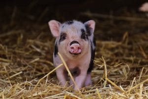 A small black and pink piglet peeps out of the straw.