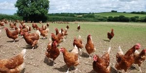 St Ewe's flock of hens outside against a backdrop of green hills